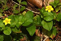 Lysimachia nemorum